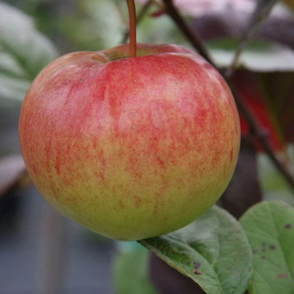 Malus domestica 'Keltakaneli' 10L Eple 'Gulkanel' Høyde 150-200 cm