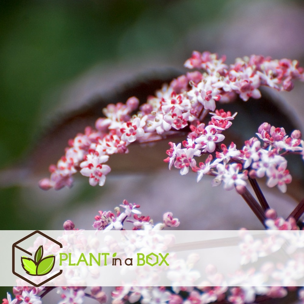 Sambucus nigra 'black lace' - set de 4 - pot 17cm - hauteur 25-40cm
