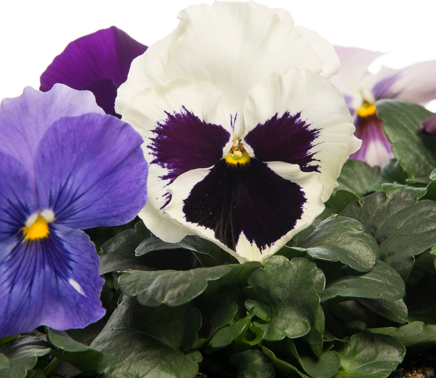 Viooltjes (Viola cornuta) D 9 cm