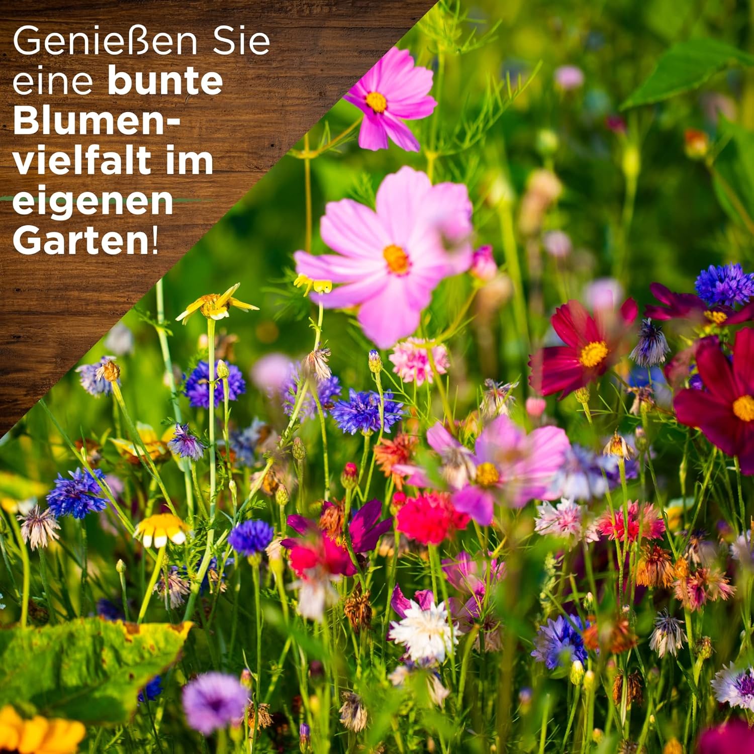 Wildblumenmischung - 10 kg Samen für Wildblumenwiese - Saatgut für bunte Blumenwiese