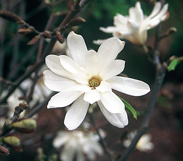 Stern-Magnolie