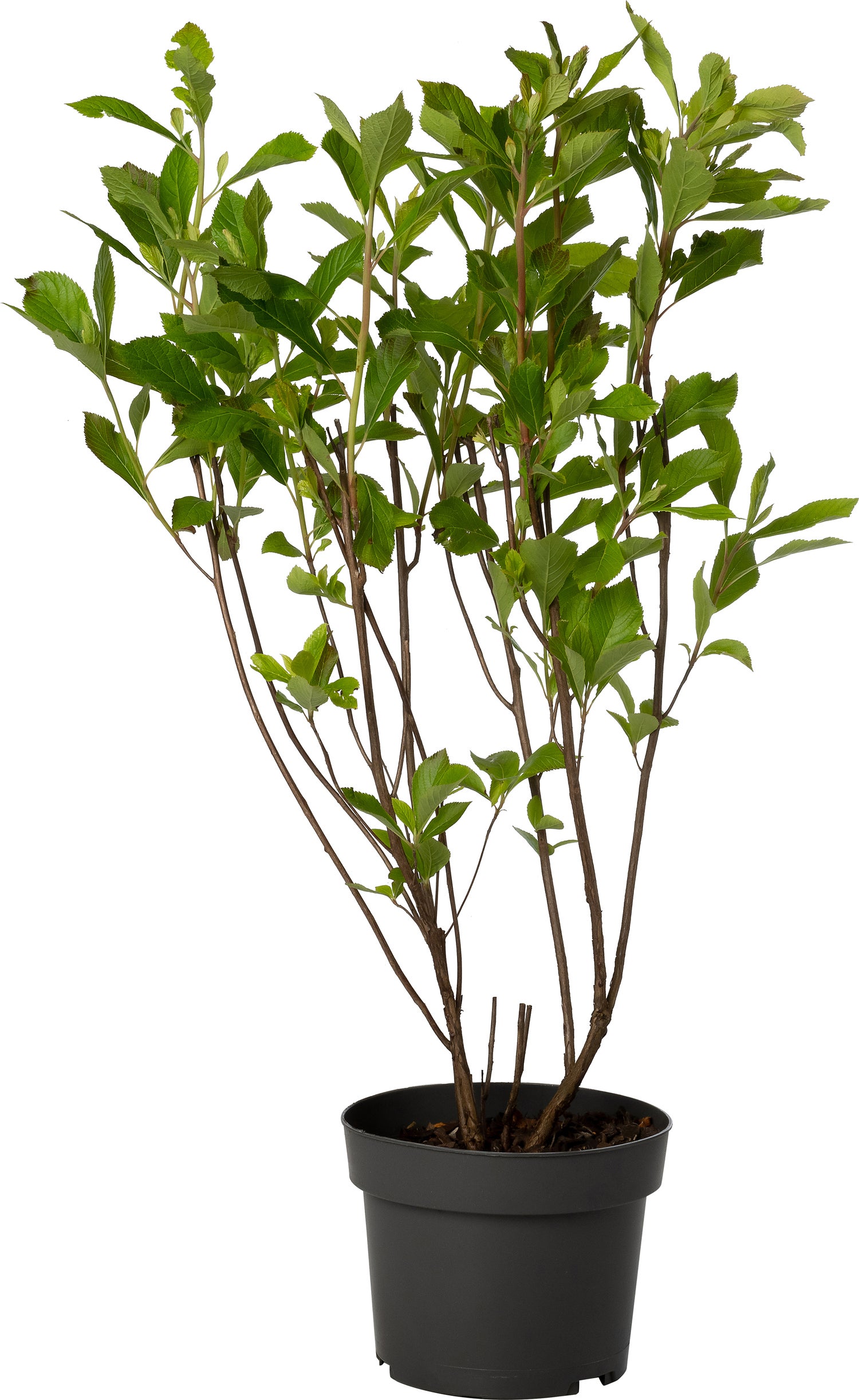 Schijn-els (Clethra alnifolia 'Ruby Spice') D 19 H 30 cm