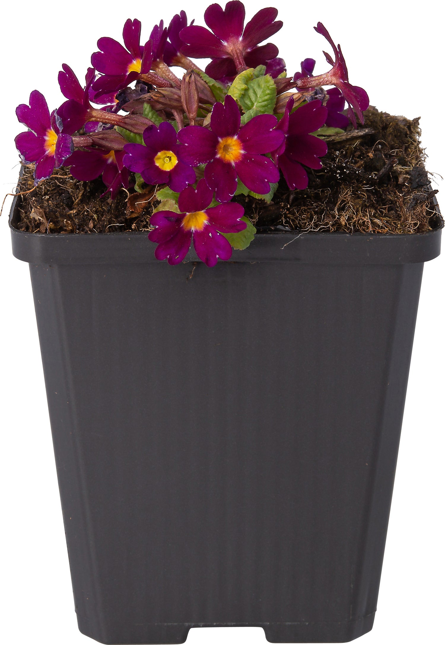 Sleutelbloem (Primula 'Wanda') D 9 H 10 cm
