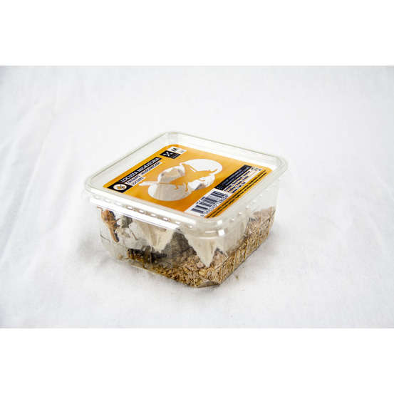 Boîte de 10 criquets subadultes