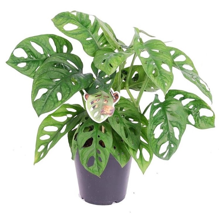Monstera monkey-mask - pots 12cm - hauteur 20-30cm