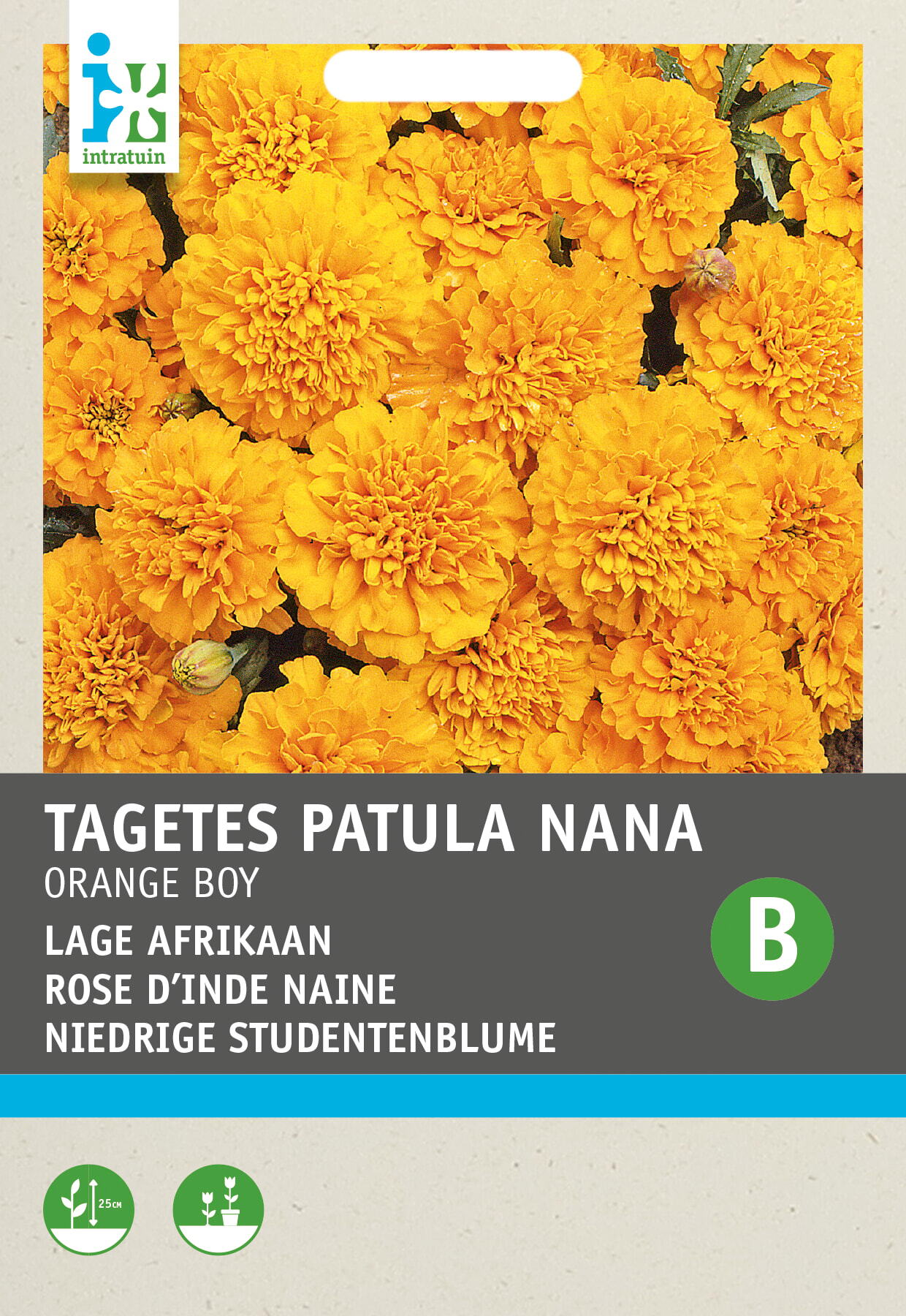 Intratuin bloemenzaad Afrikaantje dubbel laag (Tagetes patula nana 'Orange Boy')