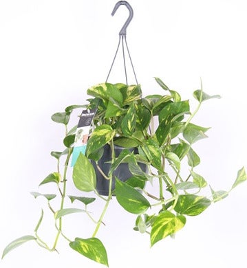 Drakenklimop in hangpot (Epipremnum pinnatum 'Aureum') D 17 H 35 cm