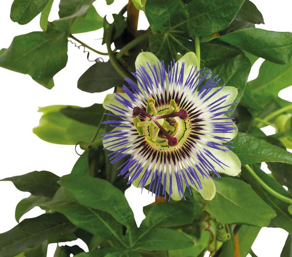 Passionsblume, Pyramide, verschiedene Sorten