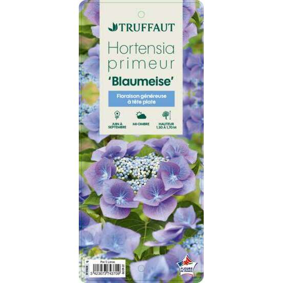 Hydrangea macrophylla ' Blue Sky ': conteneur 5L primeur (bleu)