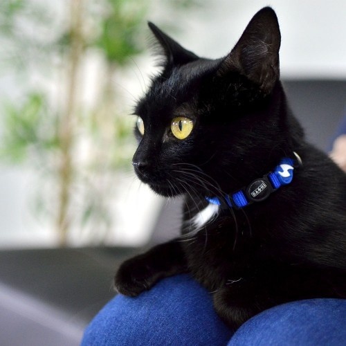 Coleira de nylon azul para gatos