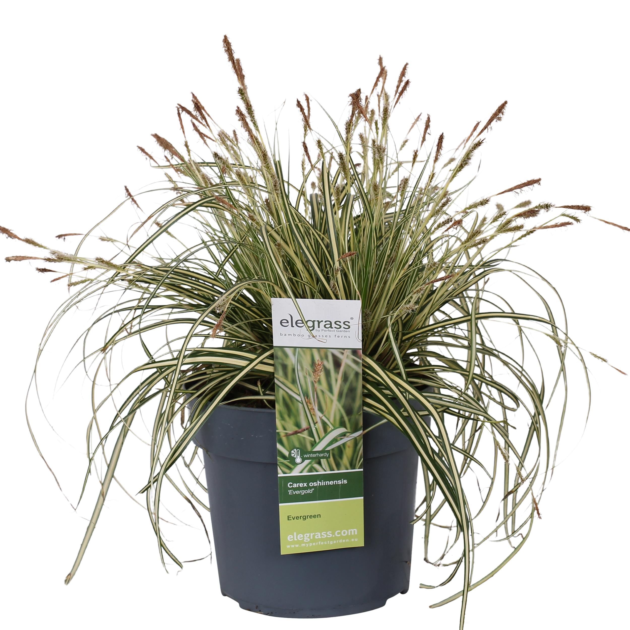 Carex hachijoensis 'evergold'