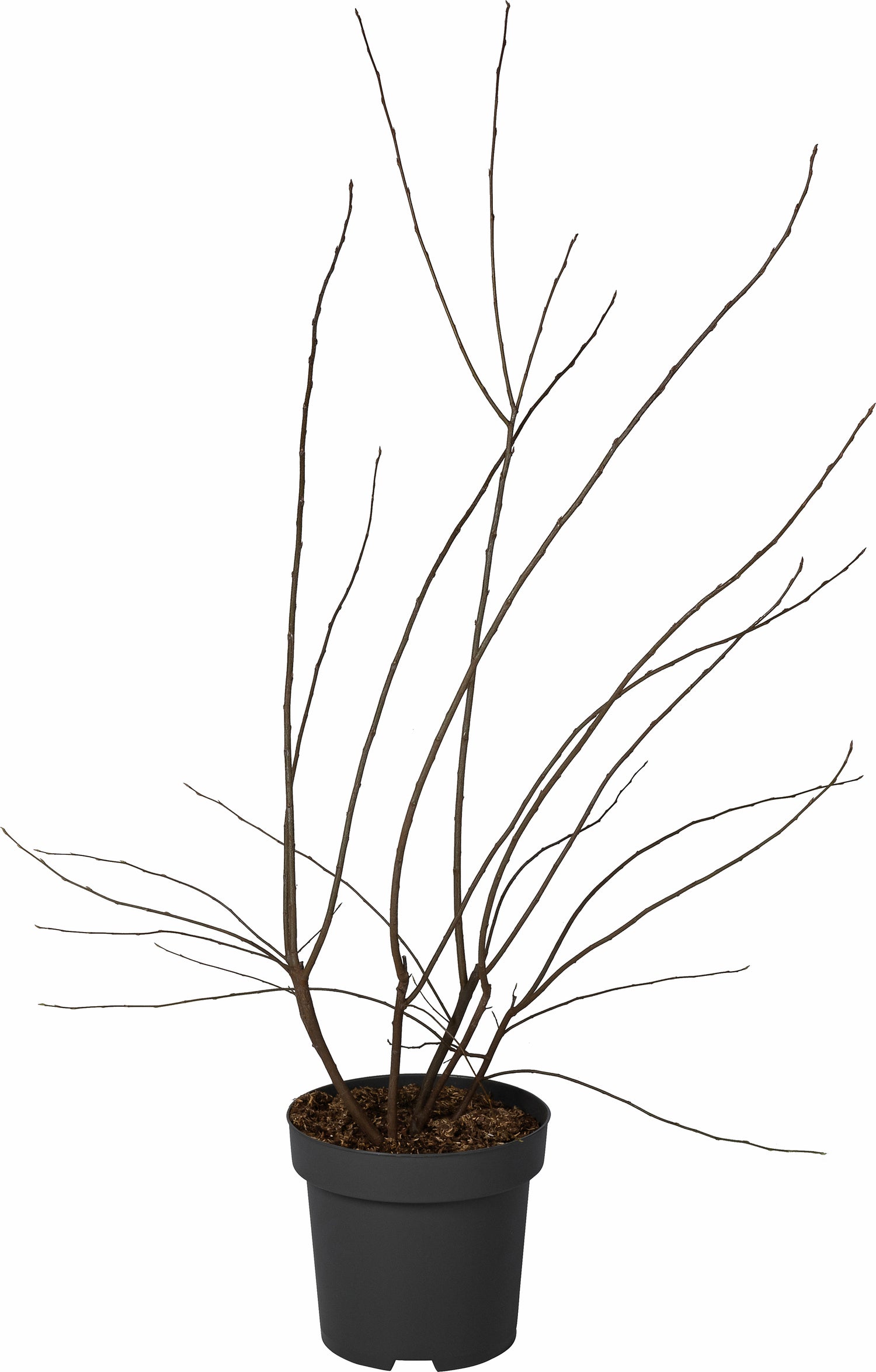 Krentenboompje (Amelanchier lamarckii) D 31 H 125 cm