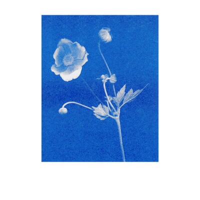 Postkarten-Set Riso, Blumen