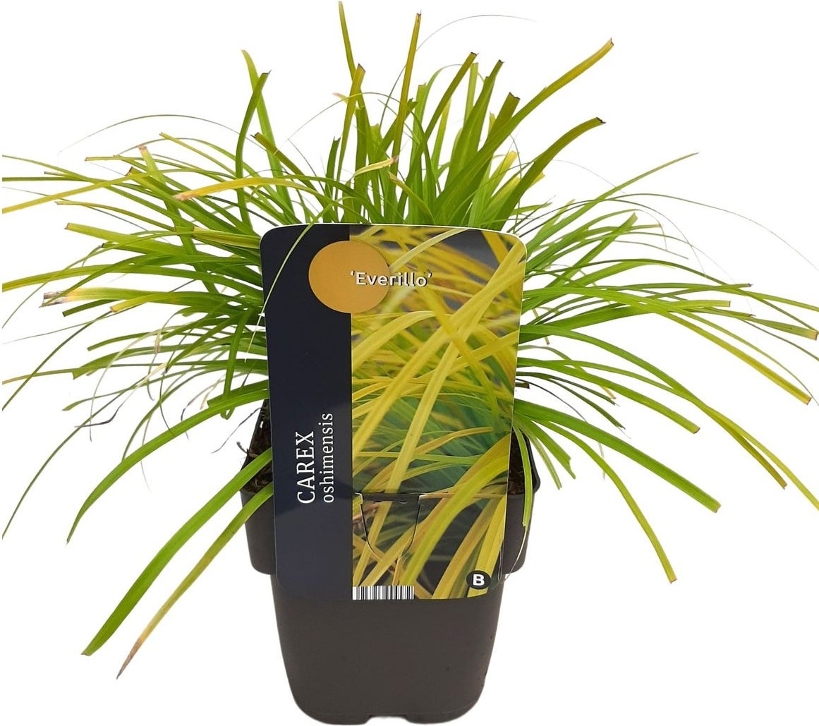 Zegge (Carex oshimensis 'Everillo') D 17 H 40 cm