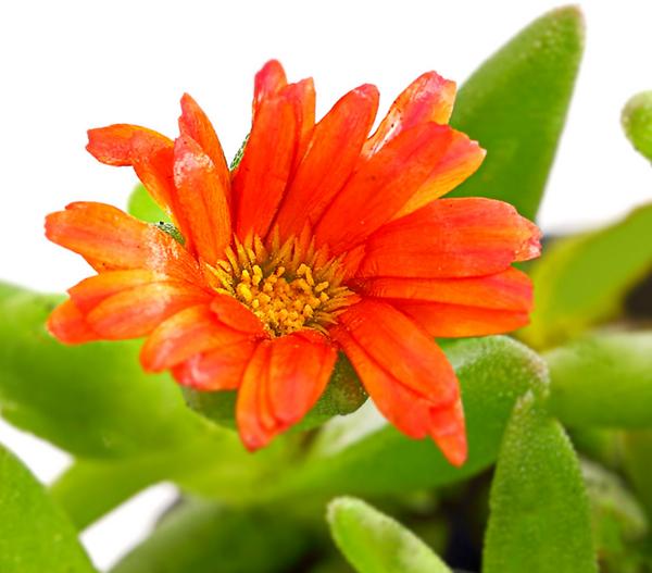 Bio Mittagsblume 'Wheels of Wonder® Fire