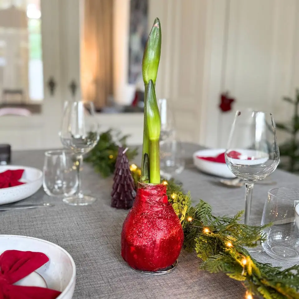 Amaryllis - Hippeastrum 'Glitter Duo' - Rood en groen
