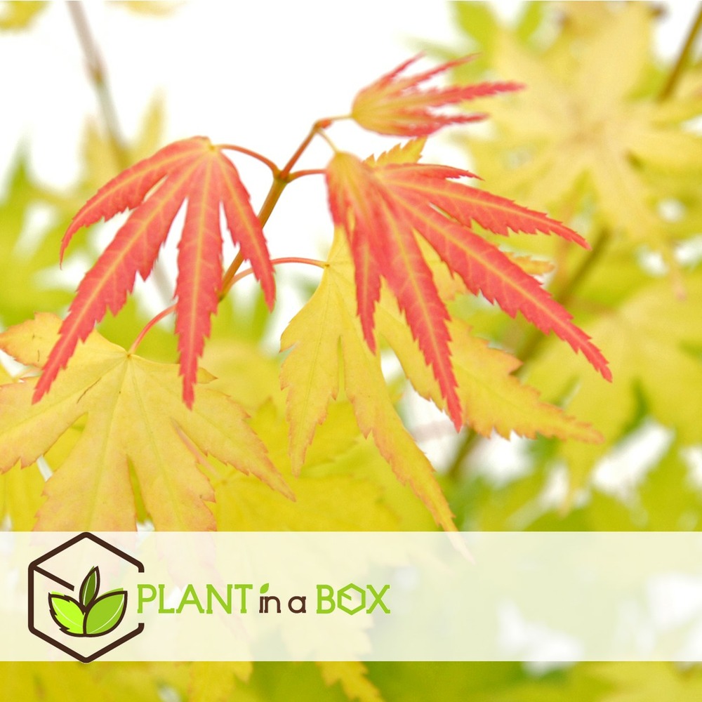 Acer 'orange dream' - érable du japon - pot 19cm - hauteur 60-70cm