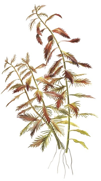 Waterplant Proserpinaca Palustris Cuba