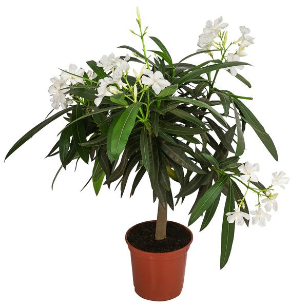 Oleander, Stämmchen, verschiedene Farben