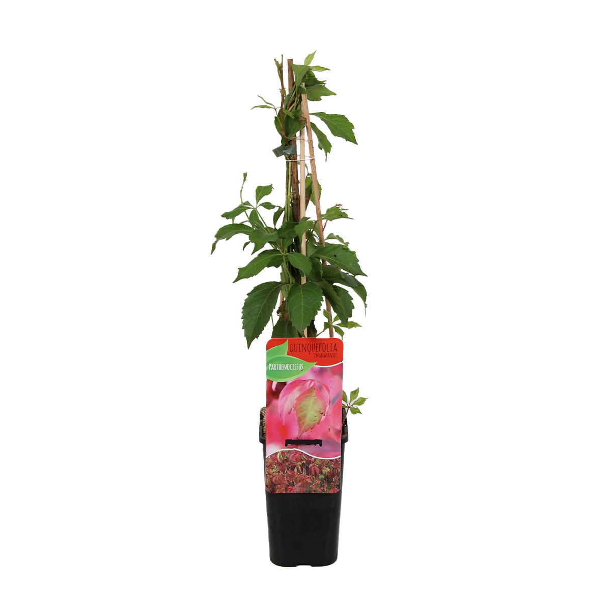 Bloomique – Parthenocissus Quinquefolia Engelmannii – Wilde klimplant – Klimplanten – Tuinplanten – Winterhard – Potmaat 15 cm – 70–80 cm hoog