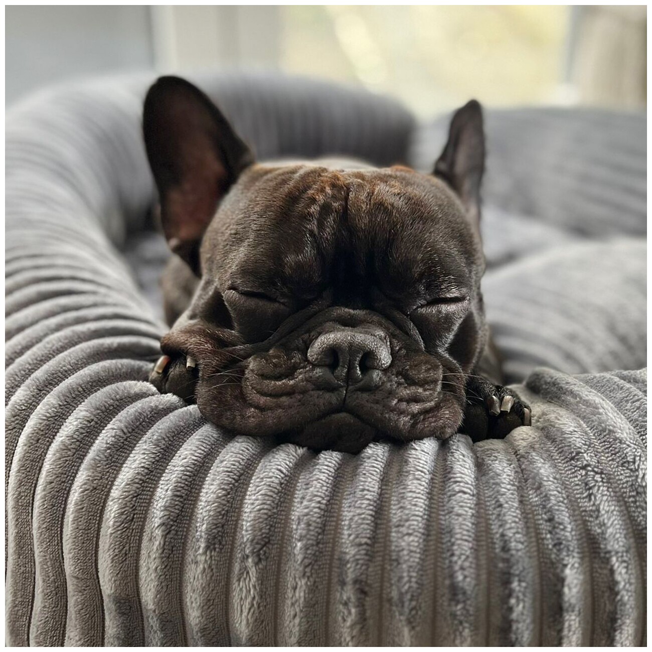 Wallace & Jones Hundebett Cordo dunkelgrau S