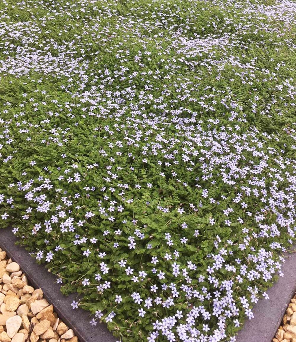 Isotoma 'Blue Foot®' 25 Stk., trittfester Bodendecker, Rasen-Ersatz