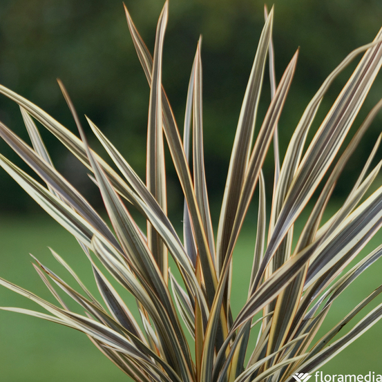 Phormium, variétés variables : pot 4L