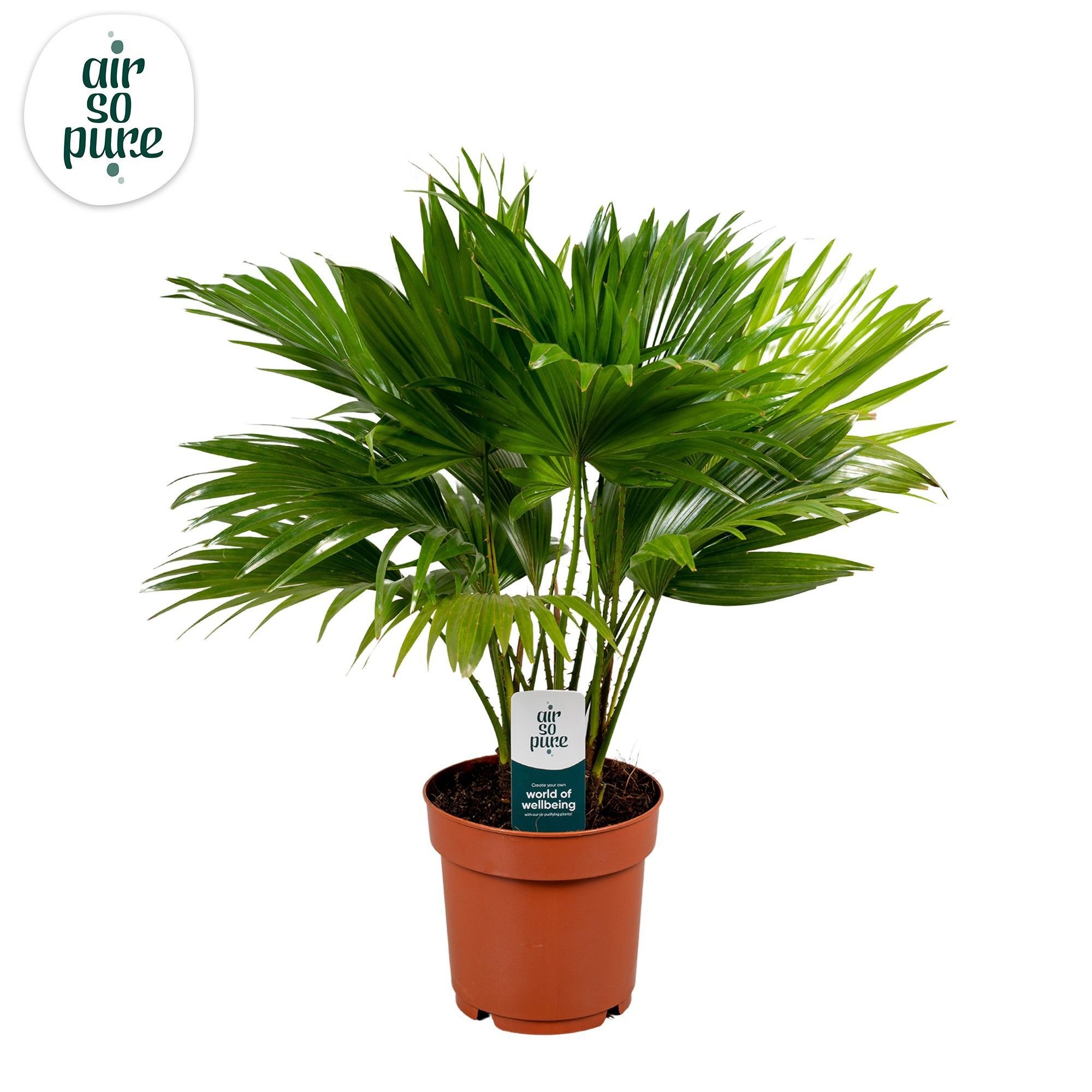 Livistona Rotundifolia (waaierpalm) - Kamerplant - 14 cm