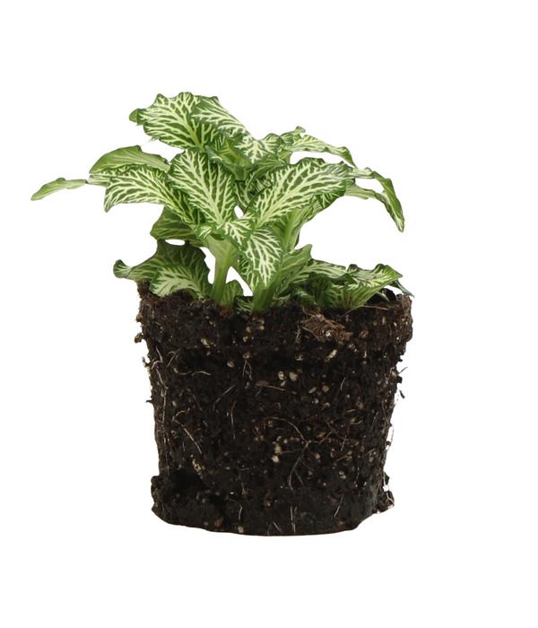 Flaschengarten DIY-Set Tropisches Paradies,