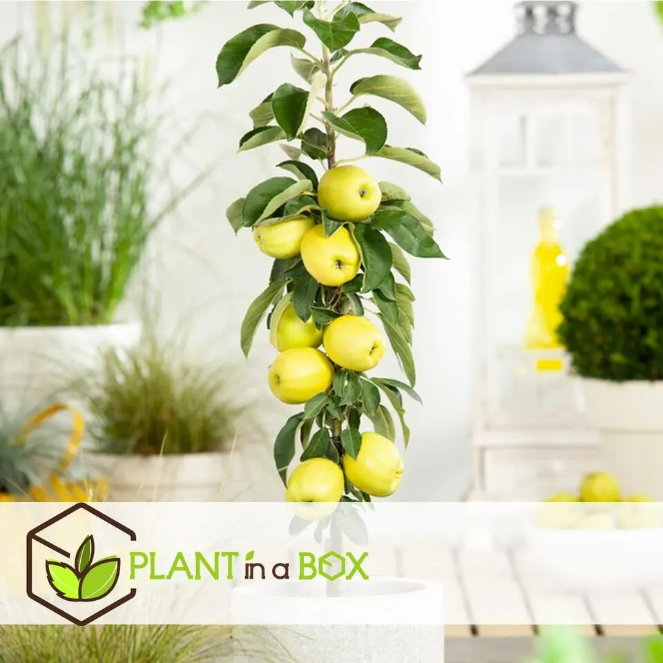 Appelboom-mix - Set van 6 - Malus - Hoogte 60-70cm - ⌀9cm