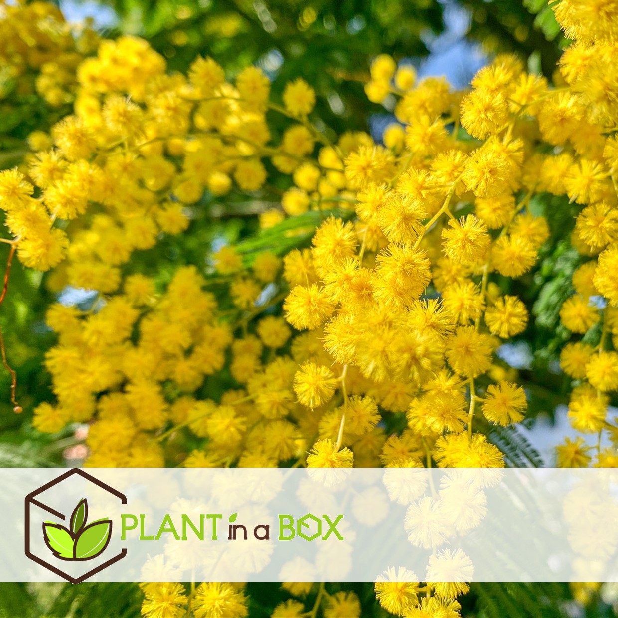 Acacia dealbata mimosa - set de 6 - pot 9cm - hauteur 25-40cm