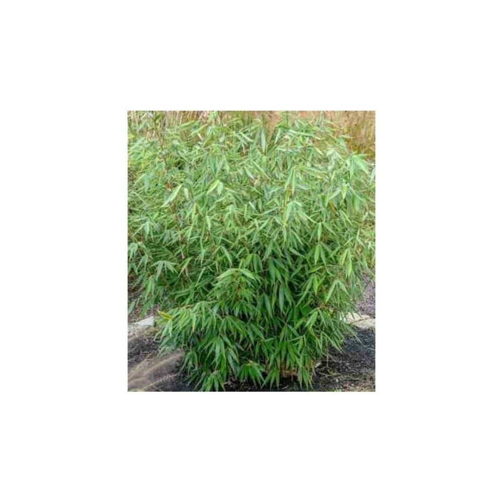 Fargesia robusta 