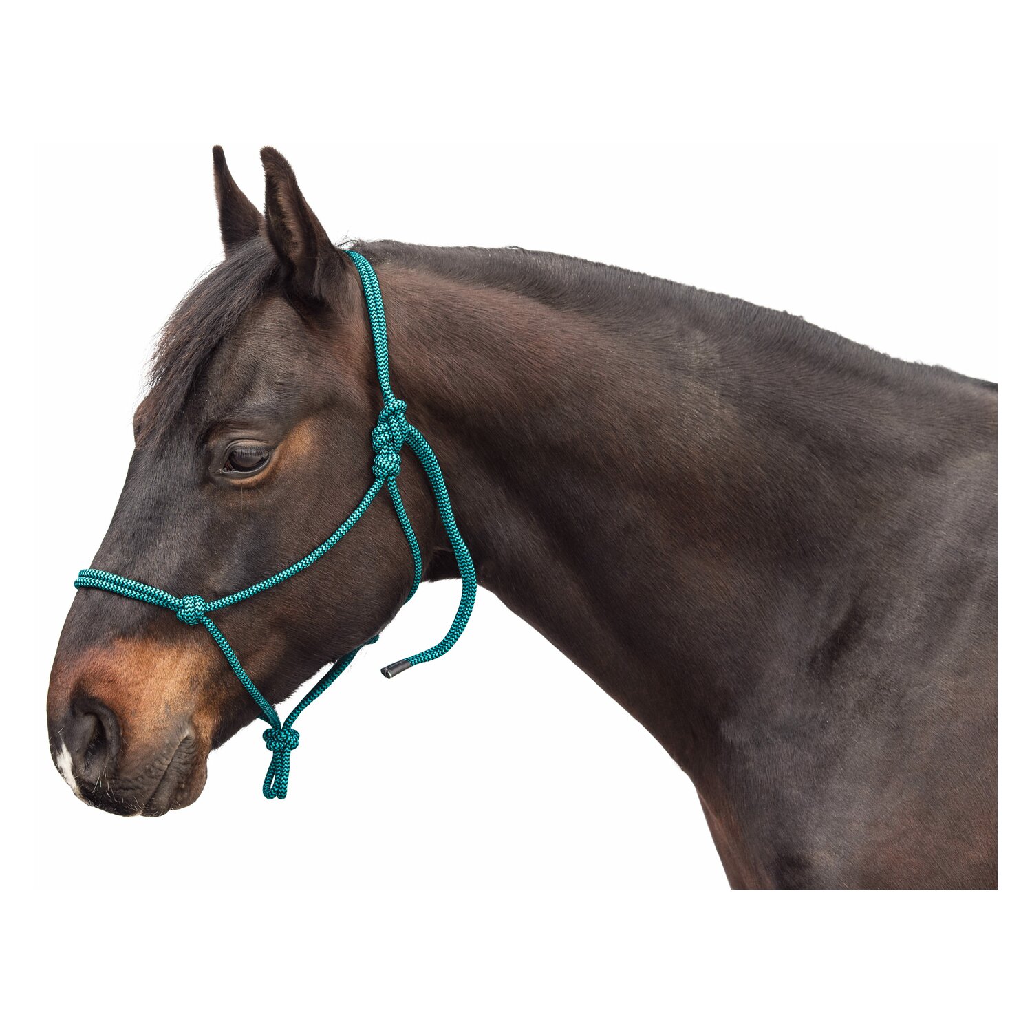 Passion 4Q Knotenhalfter  - green/black