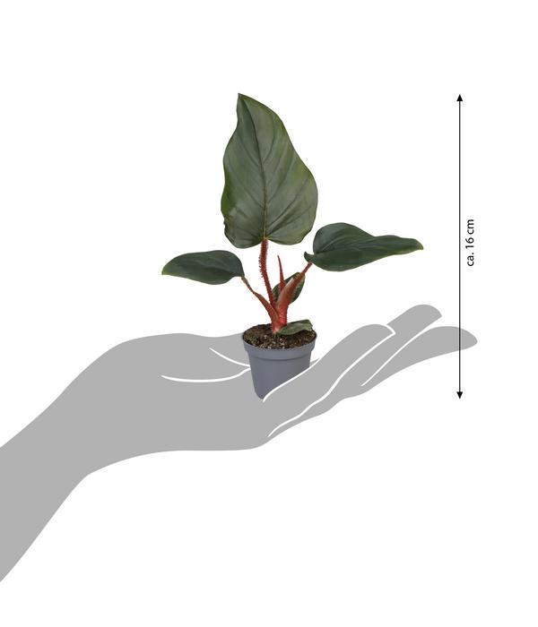 Baumfreund - Philodendron serpens