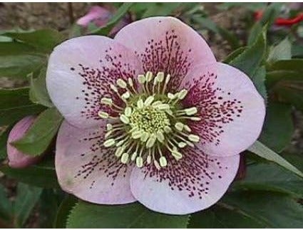 Nieskruid (Helleborus orientalis 'Spotted Hybrids') D 9 H 10 cm