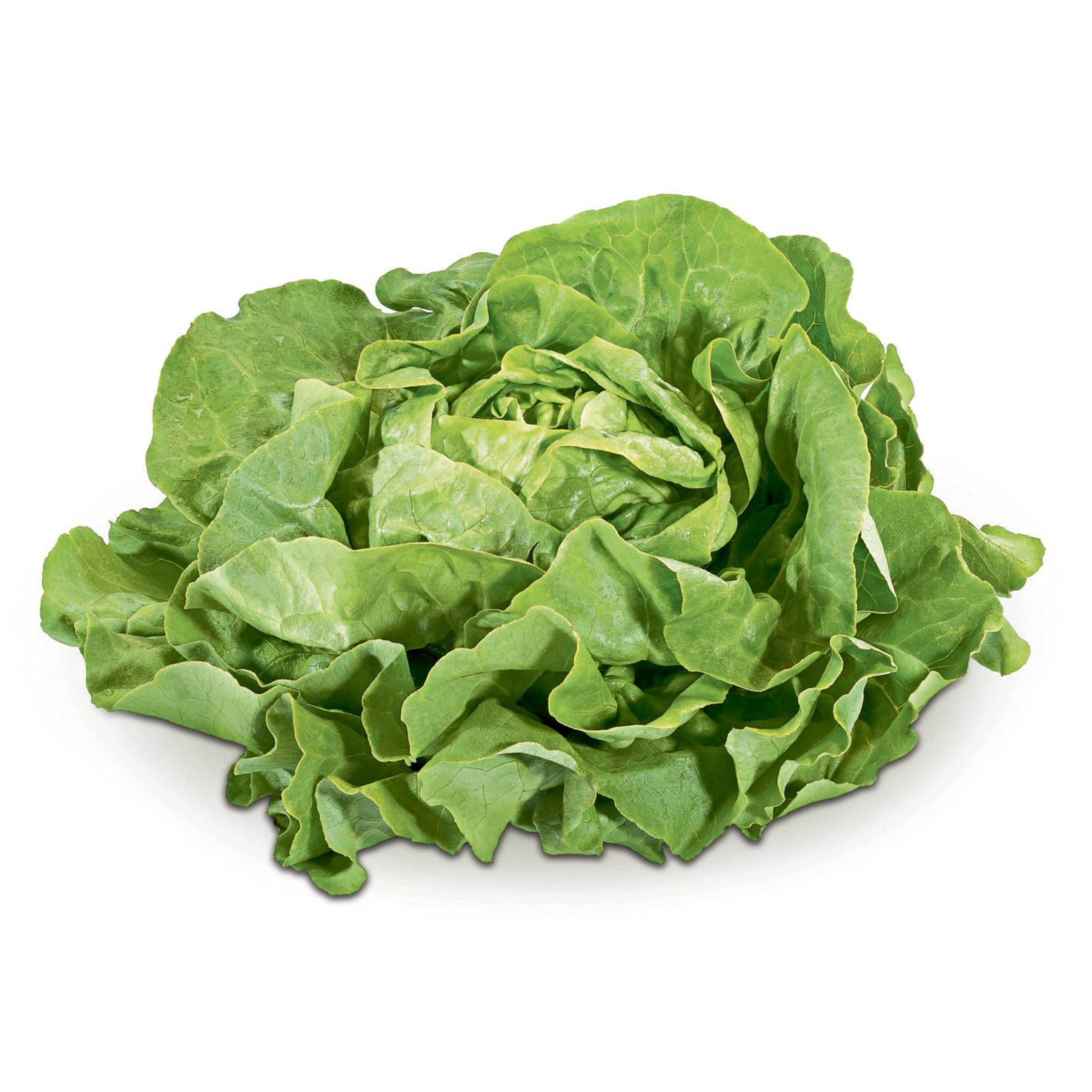 Naturaplan Bio Kopfsalat grün 1 Stück -