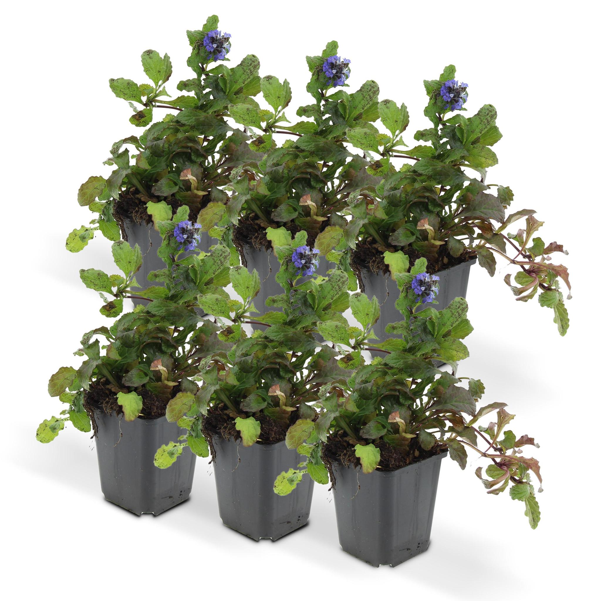 Ajuga reptans - lot de 6
