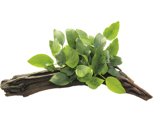 Dwerg speerblad op wortel - Anubias nana op wortel ca. 16 x 7 x 12 cm