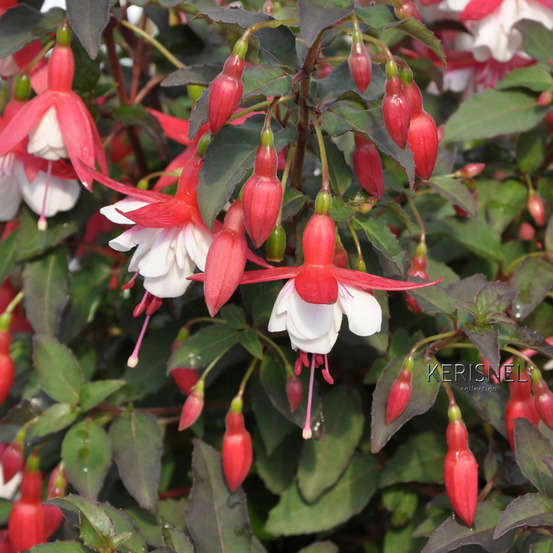 Fuchsia fleuri, variété variable : 7 Litres