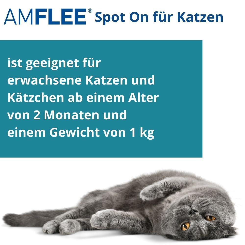 Amflee® 50 mg für Katzen