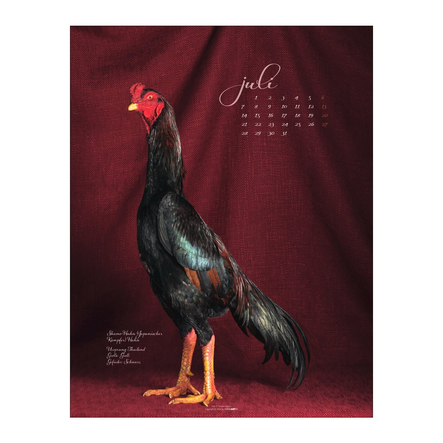 Kalender 2025 Pretty Chicks  - 2025