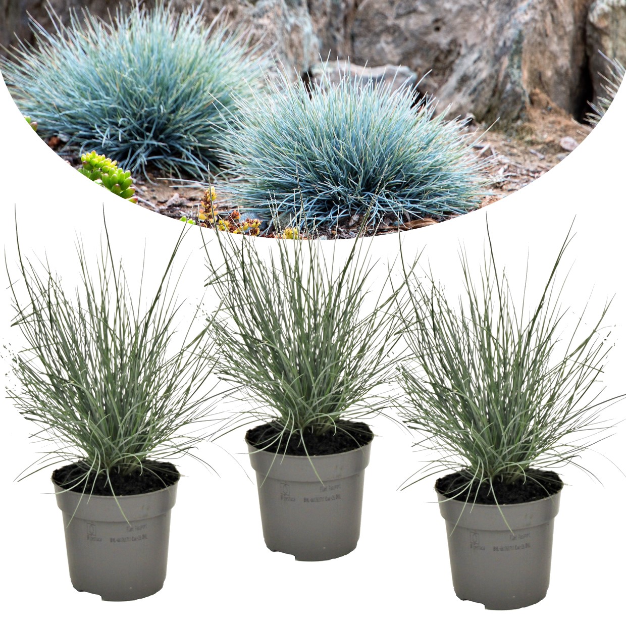 Festuca glauca 'elijah blue' - set de 3 festuca - pot 9cm - hauteur 10-15cm