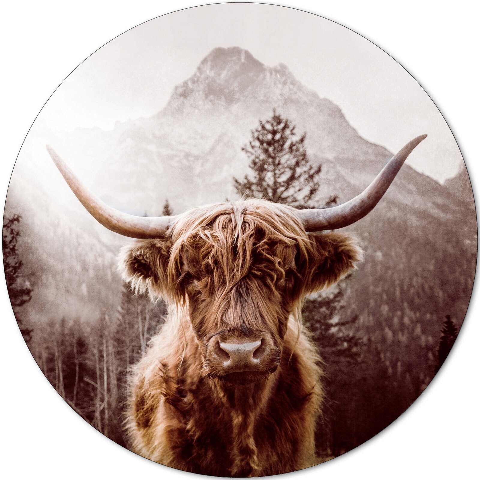 PRO ART Alu-Art Bild SCOTTISH HIGHLAND CATTLE 100 cm