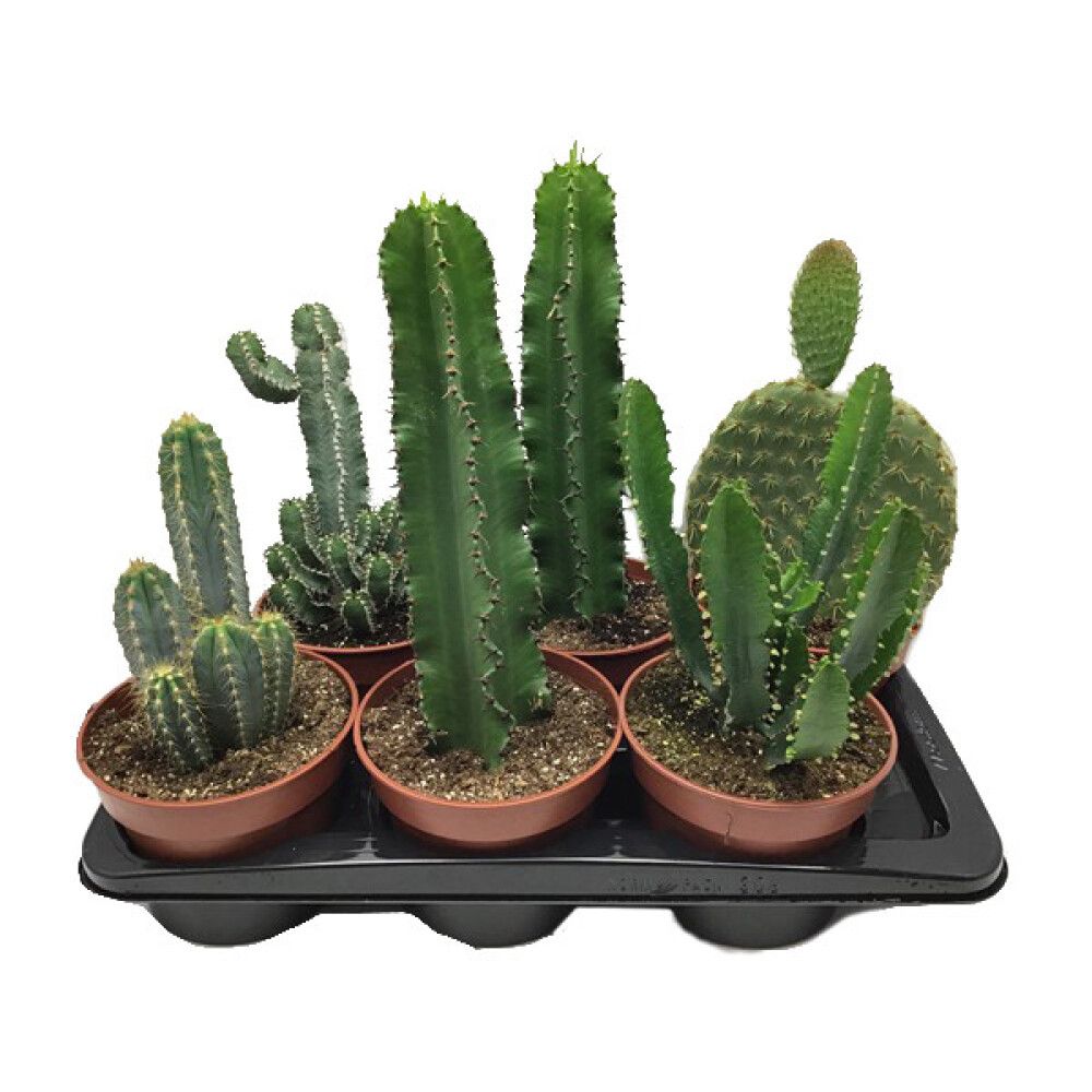 KAKTUS ULIKE VARIANTER 17CM