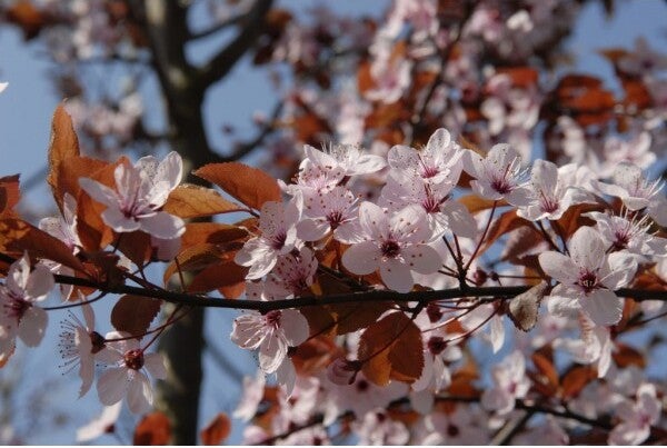 Rode kerspruim (Prunus cerasifera 'Nigra') H 160 m