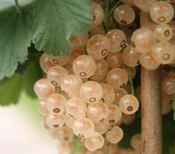 Johannisbeere 'Weiße Versailler'