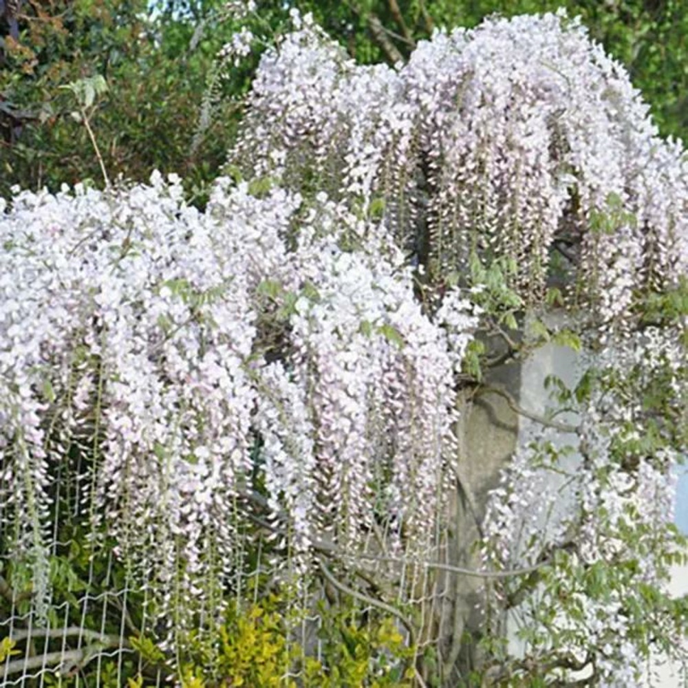 Glycine du japon rose - wisteria floribunda 1.5l