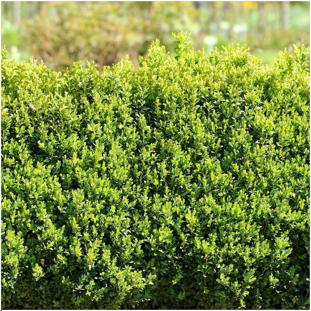 Haie buxus sempervirens