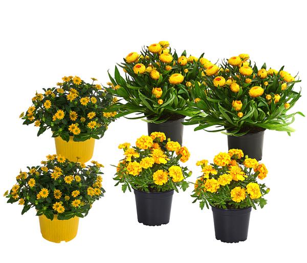Beet- & Balkonpflanzen-Set Sonnenkuss,