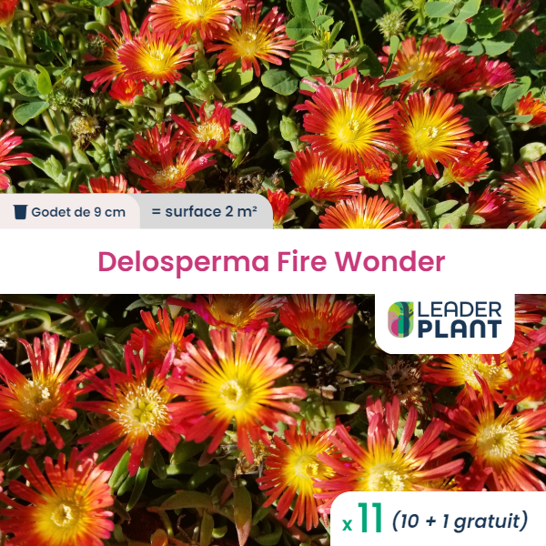 11 x delosperma fire wonder ® en godet
